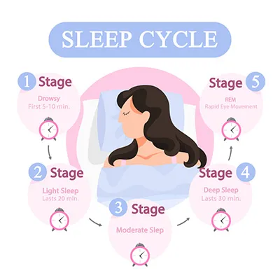 Phases of the sleep cycle.